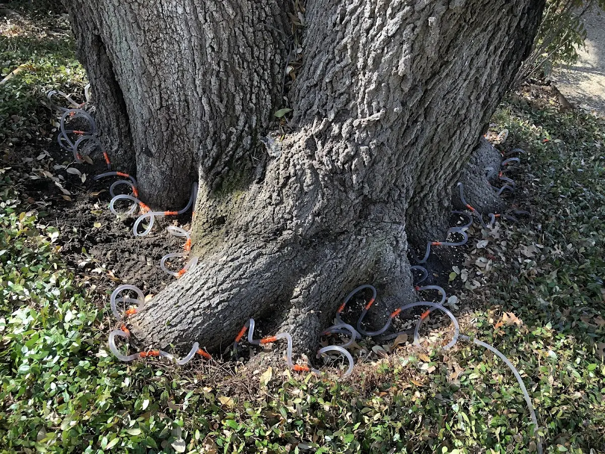 Detailed Tree Cabling and Bracing job site in Laie