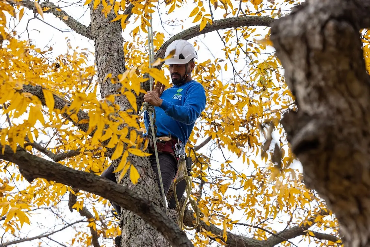 Skilled Tree Planing crew working in Laie